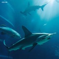 『水族館の美しい生きものたち －Aquarium Gradation－』株式会社KADOKAWA