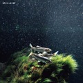 『水族館の美しい生きものたち －Aquarium Gradation－』株式会社KADOKAWA
