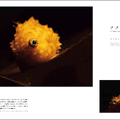 『水族館の美しい生きものたち －Aquarium Gradation－』株式会社KADOKAWA