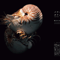 『水族館の美しい生きものたち －Aquarium Gradation－』株式会社KADOKAWA