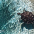 『水族館の美しい生きものたち －Aquarium Gradation－』株式会社KADOKAWA
