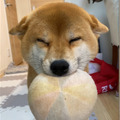 『笑える！泣ける！動物スクープ100連発』（C）TBS