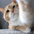 かわいい猫の表情に癒される！人気猫クリエイター集結の写真展「ねこ休み展」川越で開催 画像