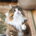 （C）ねこ休み展