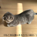 （C）ねこ休み展