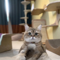 （C）ねこ休み展