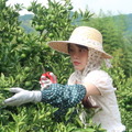 元乃木坂46・堀未央奈、徳島すだちアンバサダーに就任！キュートな麦わら帽子姿で収穫体験も 画像