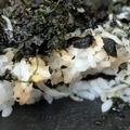 山本山のにほんばし海苔弁当＠撮影　渡邉