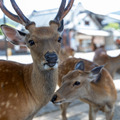 日テレ、シカ報道に「確認が取れた情報をお伝えしたもの」 画像