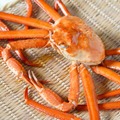 男鹿産の紅ズワイガニ
