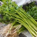 名取産の芹は根まで美味しい