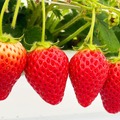 JAL AGRIPORT共催『いちご狩り体験』　参加費： 300円(現金のみ)