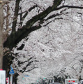 東京・国立市の桜（2009年）