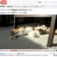 【コンパクトデジカメで猫動画 Vol.1】「EX-FH100」のHD（1280×720）をテスト 画像