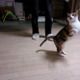 【コンパクトデジカメで猫動画 Vol.3】走る猫をハイスピードで撮影 画像