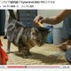 【コンパクトデジカメで猫動画 Vol.4】フルハイビジョンの猫（その1） 画像