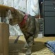 【コンパクトデジカメで猫動画 Vol.5】フルハイビジョンの猫（その2） 画像