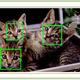 パナソニックシステムネットワークス、「鳥の顔」にも対応するペット認識機能を開発 画像