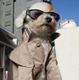 犬たちのコスプレ写真コンテスト……グランプリは“カッコカワイイ”トイプードル 画像