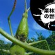 迫力の昆虫超接写…iPad用写真集「栗林慧の世界」が今なら半額 画像