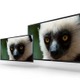 ソニー、56型＆30型の4K有機ELモニタを「NAB 2013」で技術展示 画像