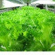 富士通、低カリウム野菜を栽培する国内最大規模の植物工場を運用開始……クリーンルームを転用 画像