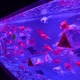 【夏休み】金魚が映す“夏の涼”……アートアクアリウム2013 画像