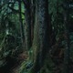 パリ・フォトに合わせ上田義彦展開催 画像