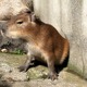 カピバラが“肉球”で調印?!…長風呂対決＆露天風呂協定 画像