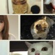 しょこたんも猫メイクで出演！　“世界一、猫が登場するミュージックビデオ”公開 画像