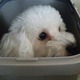 【快適ペットライフ Vol.6】「愛犬の名前を呼ぶと喜びますか？」 画像
