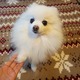 【快適ペットライフ Vol.8】「愛犬とのコミュニケーション！トリックを教えよう」 画像
