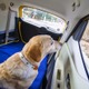 ホンダ N-BOXスラッシュ と愛犬の旅 Vol.1 画像