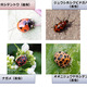 画像認識技術で害虫を瞬時に識別する……農業従事者向けに技術研究を開始 画像