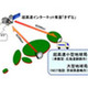 超高速インターネット衛星「きずな」、広域電子走査アンテナによる622Mbps通信に成功——カバーエリアは地球の1/3 画像