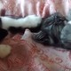 なかなか起きない子猫にエスカレート 画像
