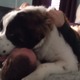 ご主人様が好きすぎて離してくれない大型犬 画像