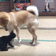 子猫ちゃんと柴犬の母のほのぼの子育て 画像