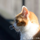 猫好き集まれ！3都市で合同写真＆物販展「ねこ休み展」 画像