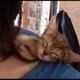 【動画】ずり落ちそう！肩の上でスヤスヤ眠るニャンコ 画像