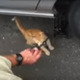 何としても阻止！車の修理を邪魔する子猫ちゃん 画像