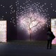「江戸桜ルネッサンス＆夜桜うたげ」開催　3月7-30日 画像