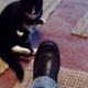 【動画】カンフーにゃんこが先制攻撃 画像