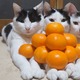 【動画】『みかんピラミッド』に全く動じない3匹の猫さんがすごい!! 画像