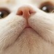 見ているだけで癒される！ぷくぷくで可愛すぎるネコの『ひげ袋』 画像