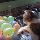 【動画】えっ!?どっかに消えた！割れた風船に驚く猫 画像