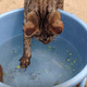【動画】子猫がバケツの魚を捕獲するまで 画像