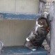 【動画】どうしても登りたいネコ 画像