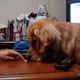 【動画】鼻息フー遊び！ゴールデンレトリバーが最後にとった行動とは？ 画像