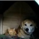 【動画】犬小屋に住み着く猫親子 画像